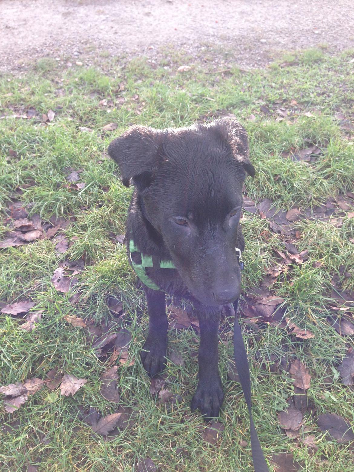 Blanding af racer Maggie billede 22