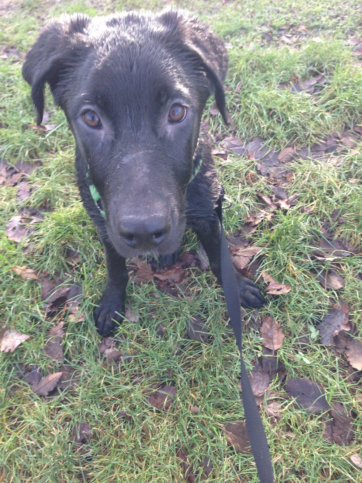 Blanding af racer Maggie billede 23