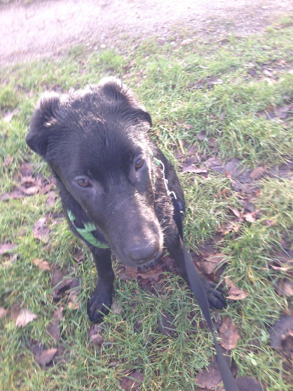 Blanding af racer Maggie billede 24