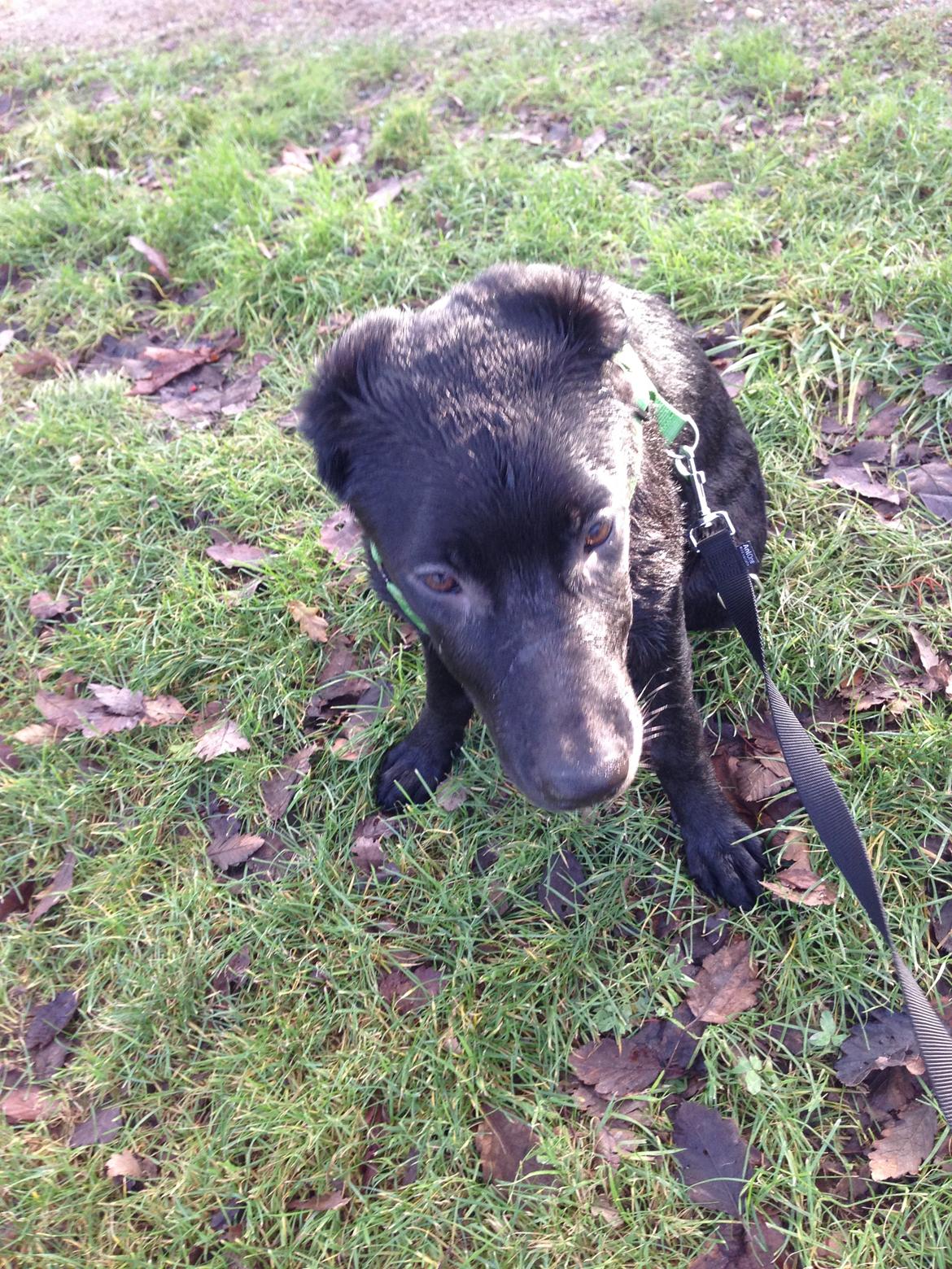 Blanding af racer Maggie billede 25