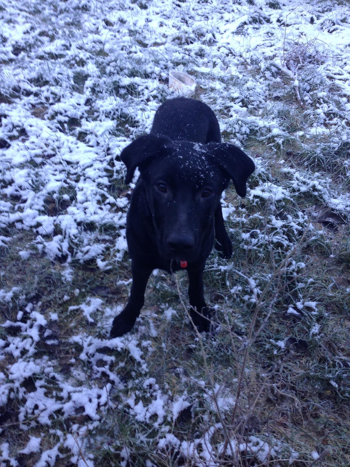 Blanding af racer Maggie billede 26