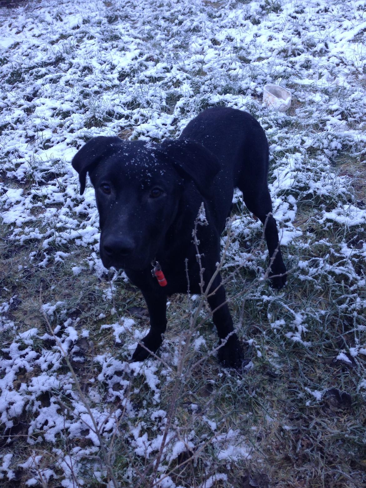 Blanding af racer Maggie billede 27