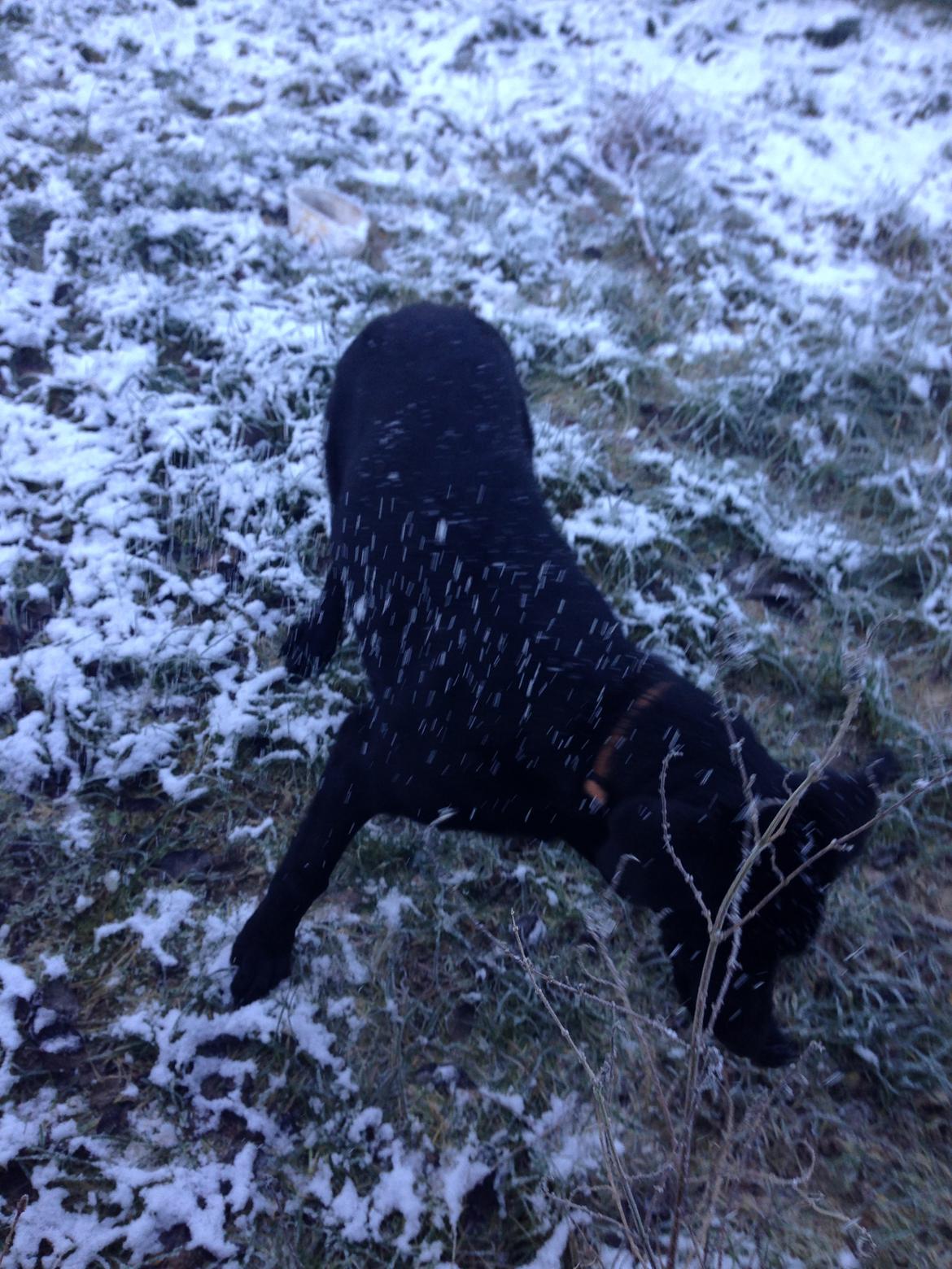 Blanding af racer Maggie billede 28