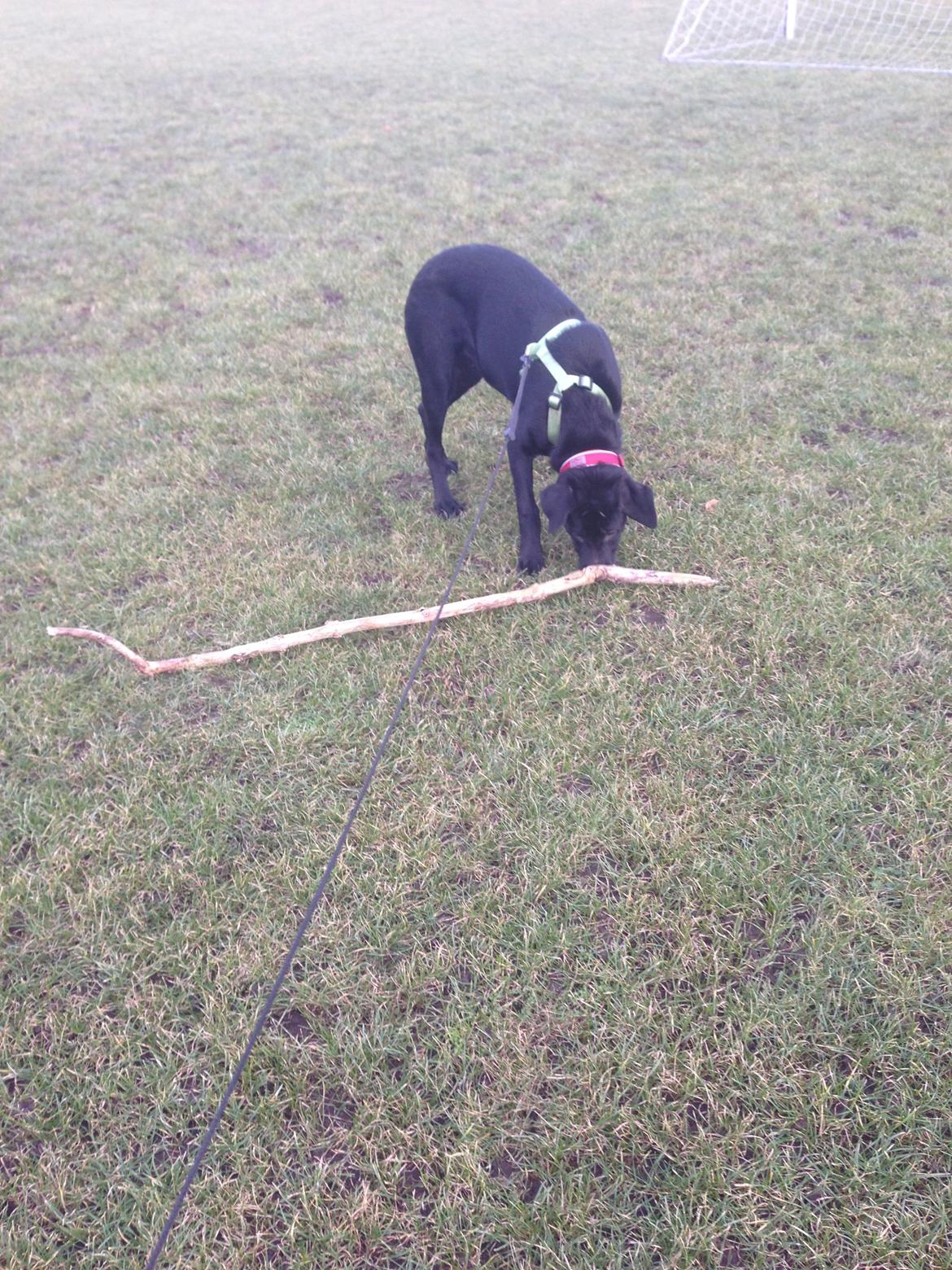 Blanding af racer Maggie billede 29