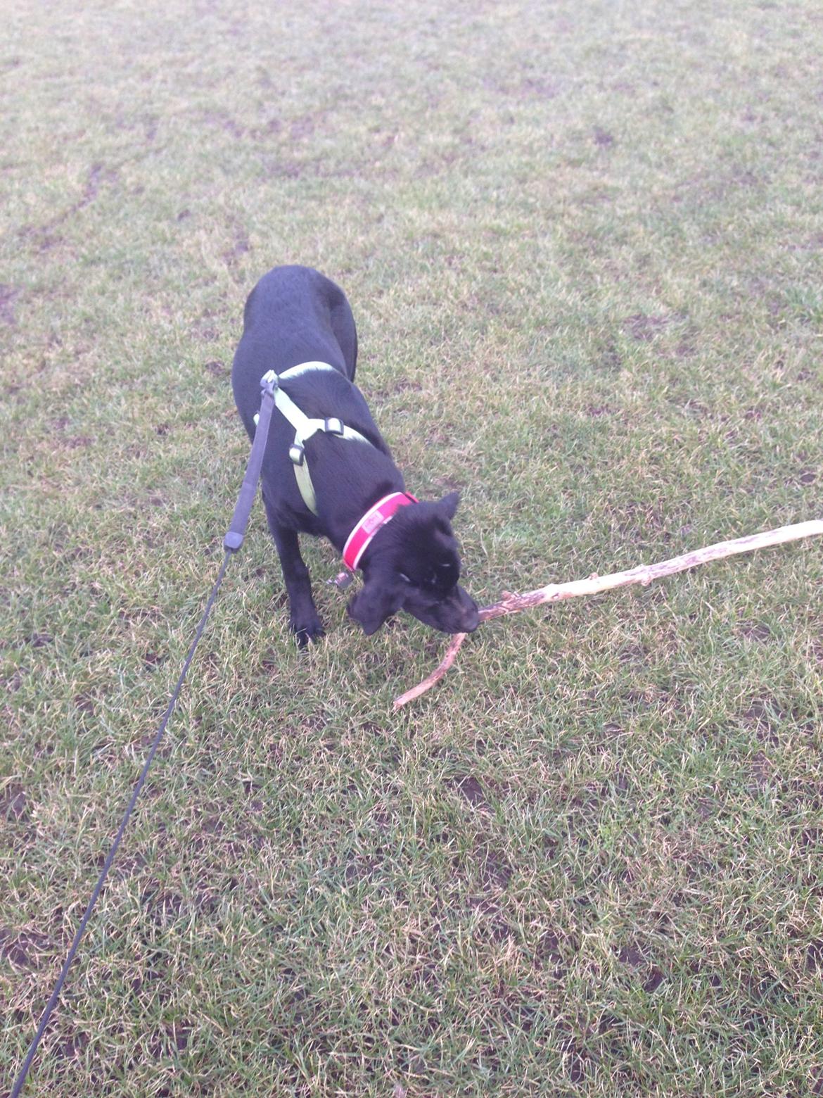 Blanding af racer Maggie billede 30