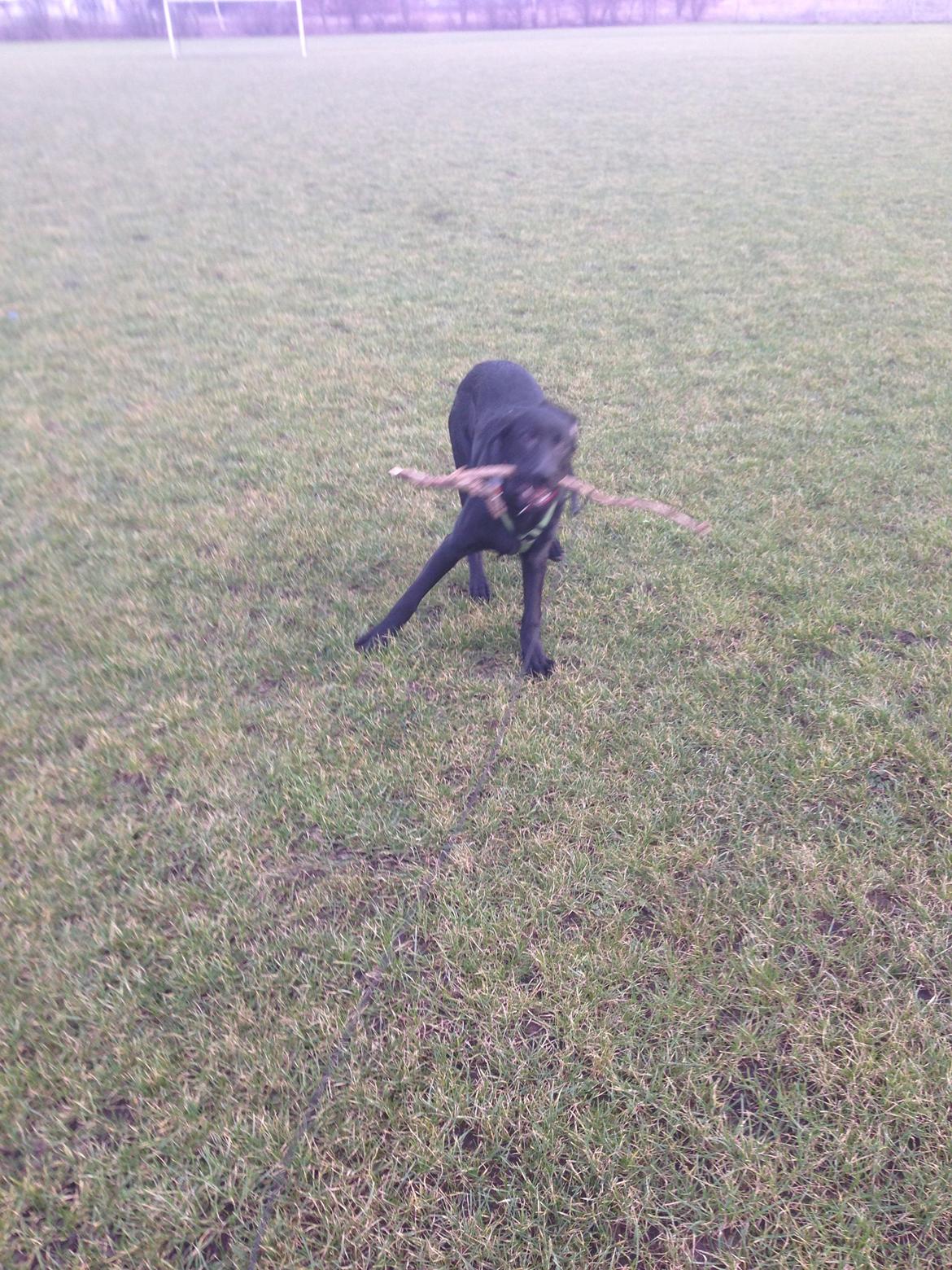 Blanding af racer Maggie billede 31