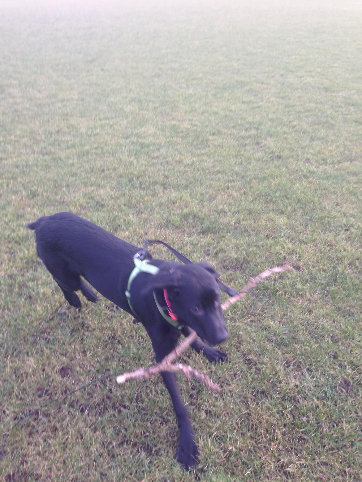 Blanding af racer Maggie billede 32