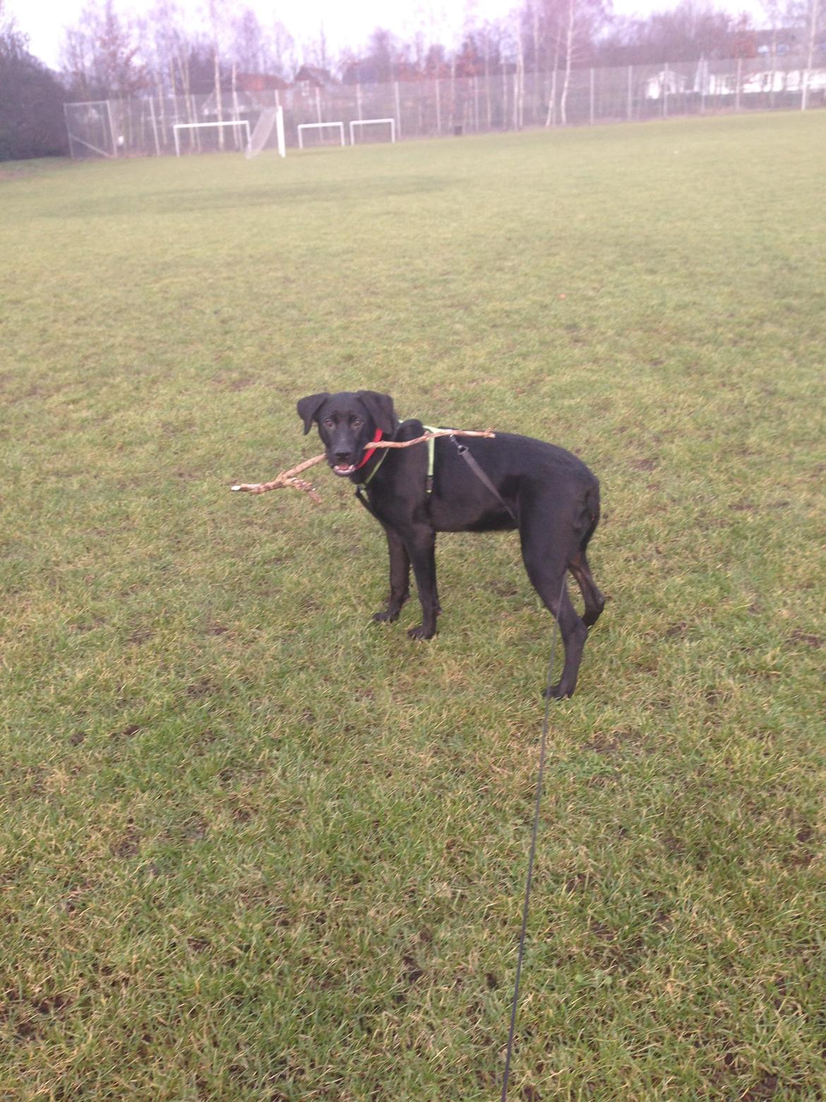 Blanding af racer Maggie billede 33