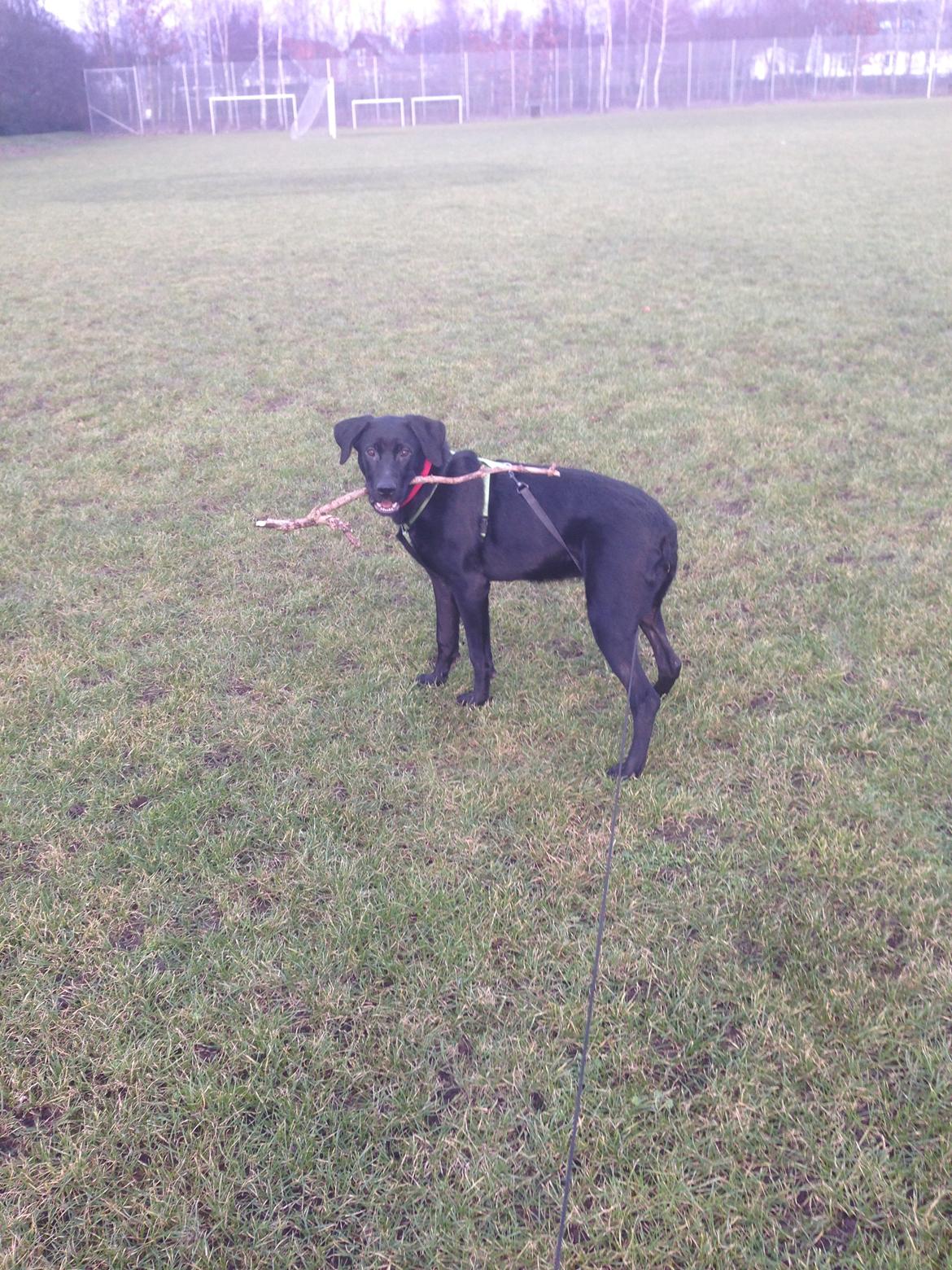 Blanding af racer Maggie billede 34