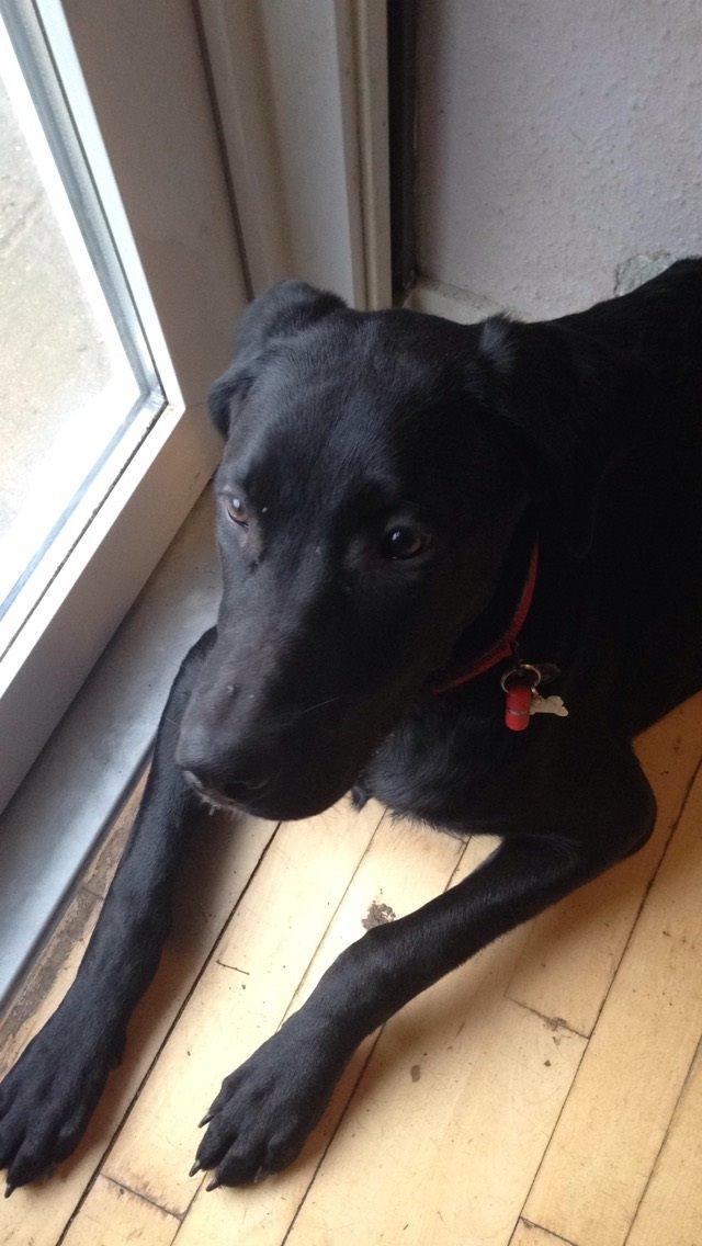 Blanding af racer Maggie billede 37