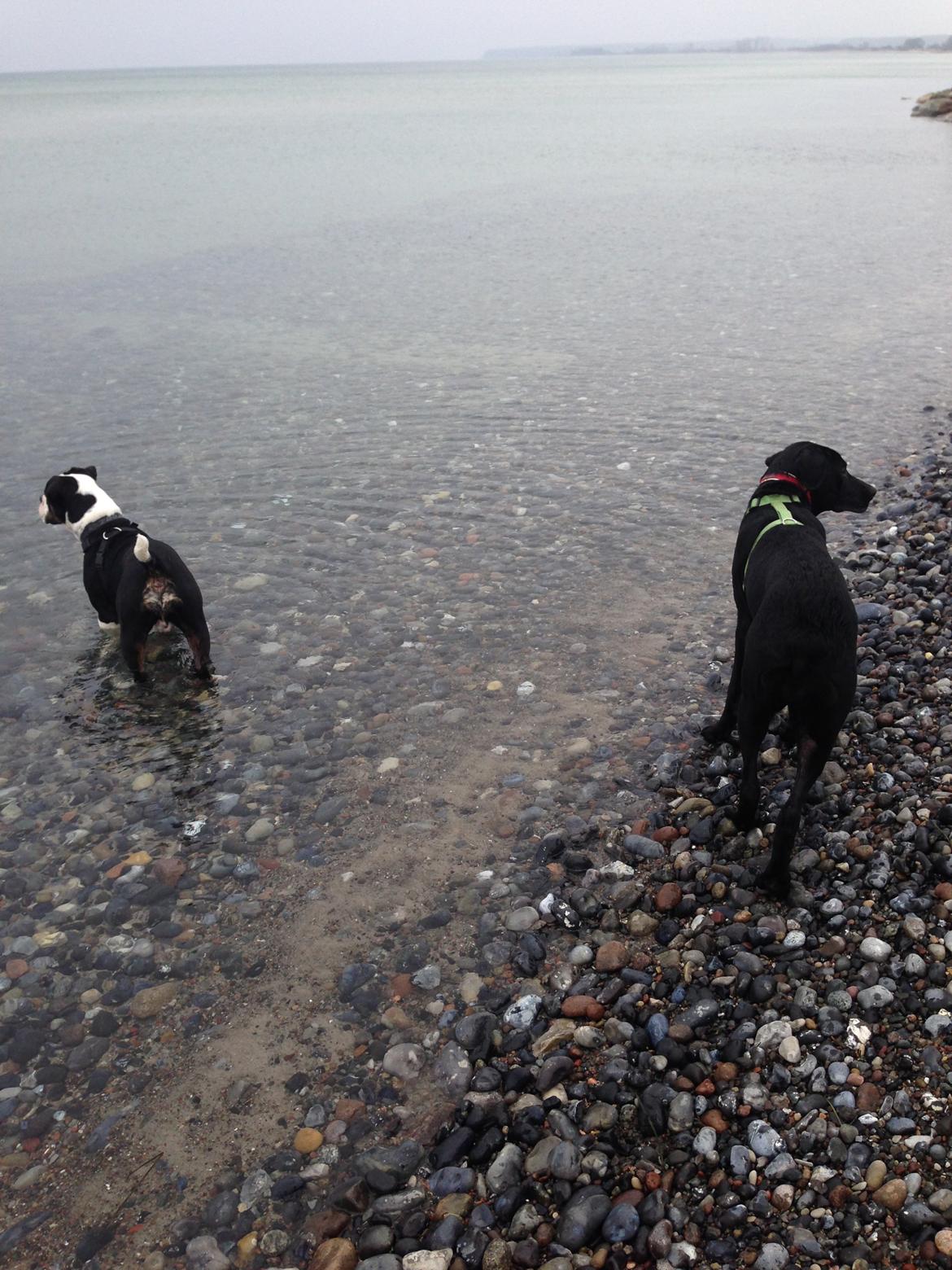 Blanding af racer Maggie billede 38