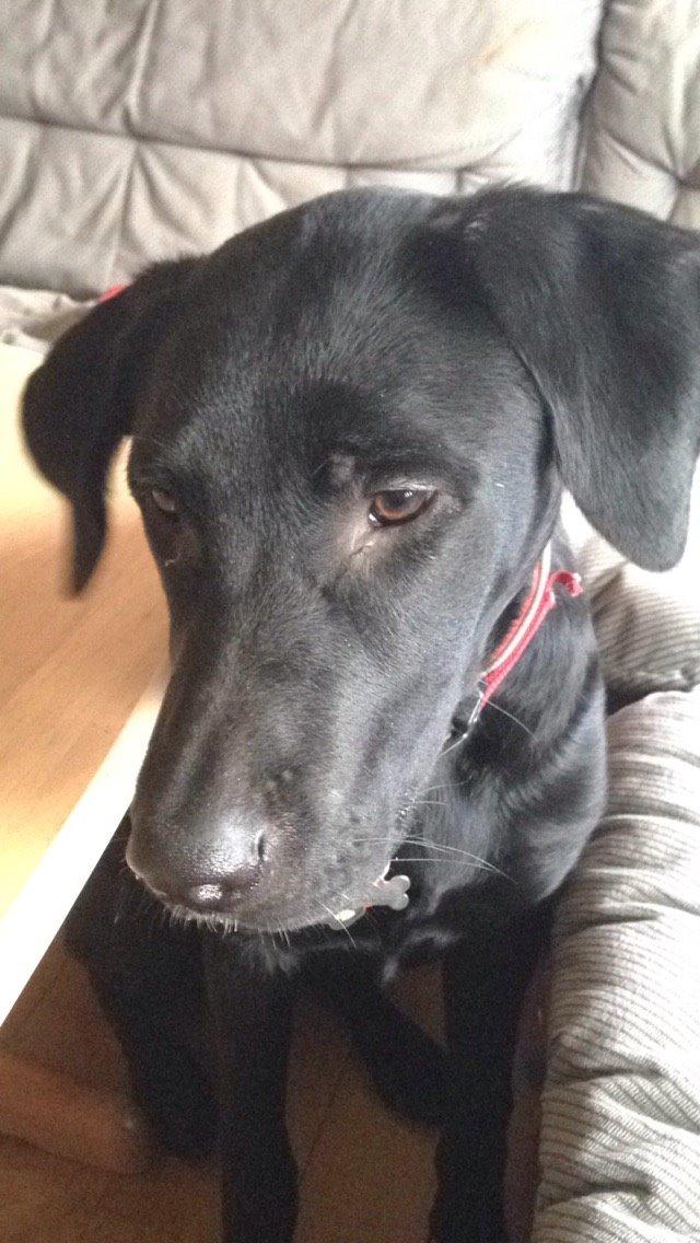 Blanding af racer Maggie billede 39