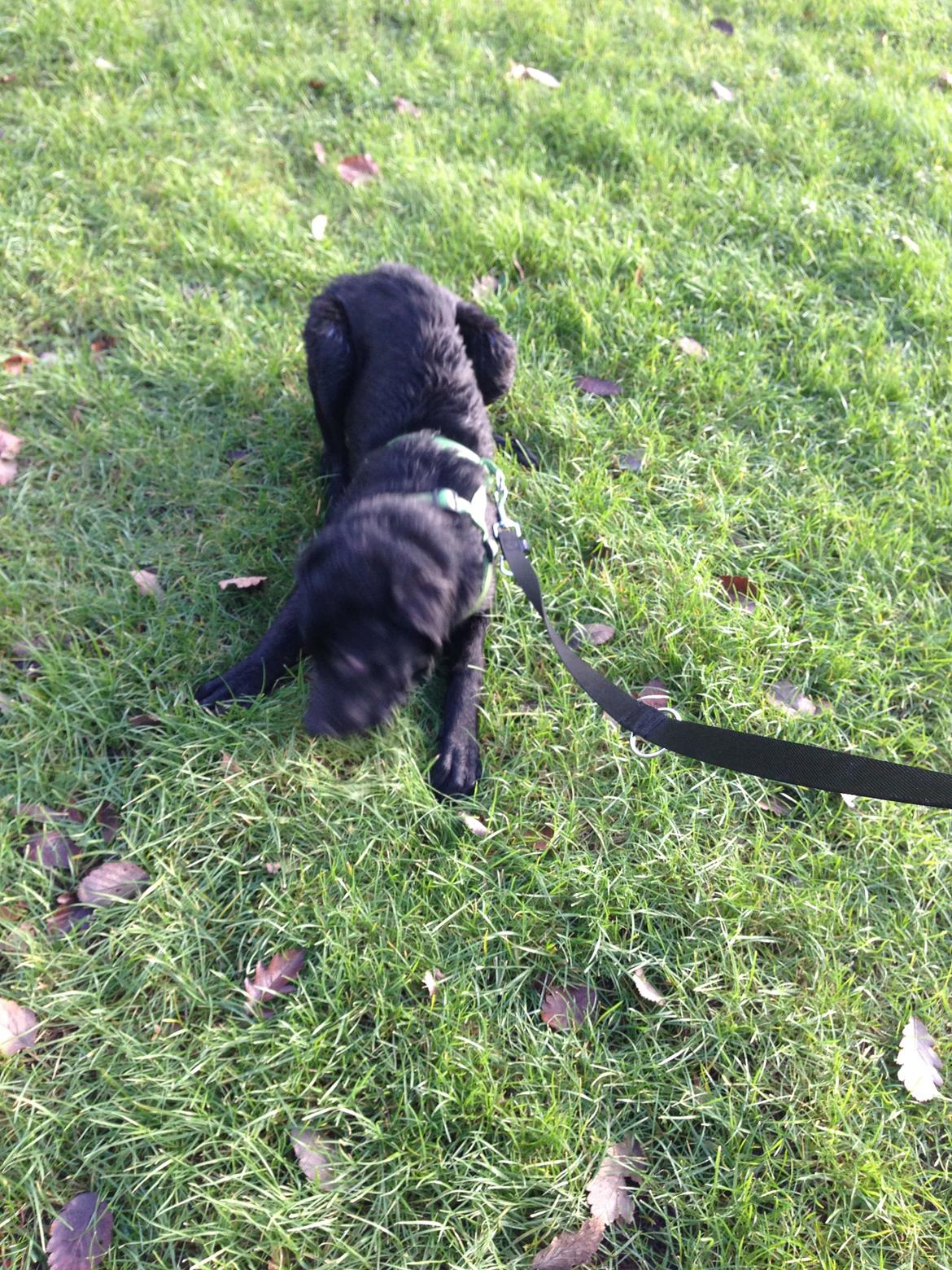 Blanding af racer Maggie billede 7