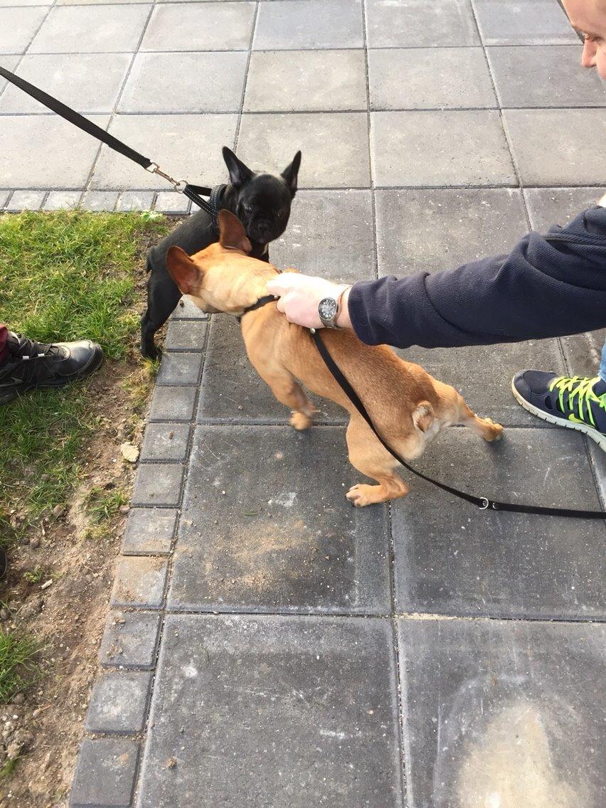 Fransk bulldog Jason (stamtavlenavn Smillo) billede 26