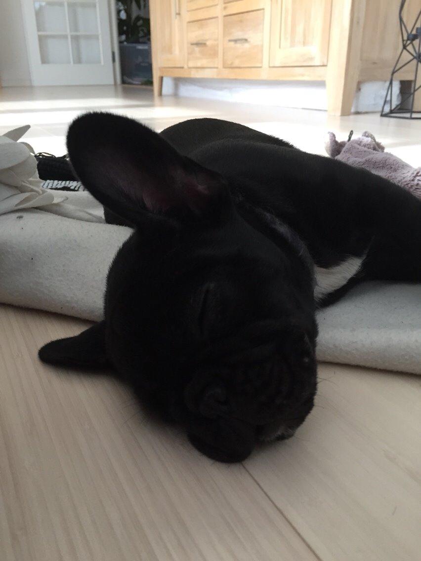 Fransk bulldog Jason (stamtavlenavn Smillo) billede 27