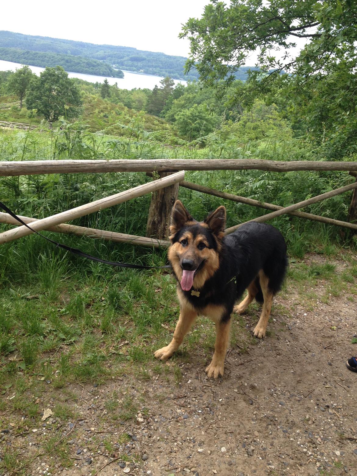 Schæferhund Kenzo billede 3