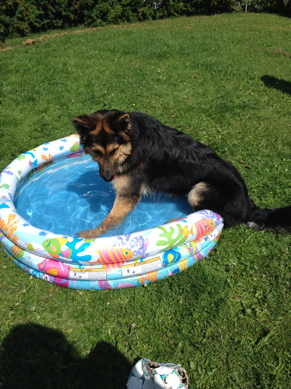 Schæferhund Kenzo billede 5