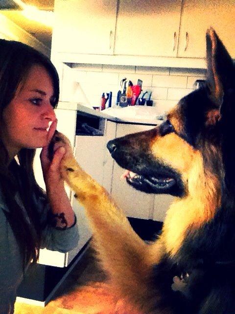 Schæferhund Kenzo billede 6