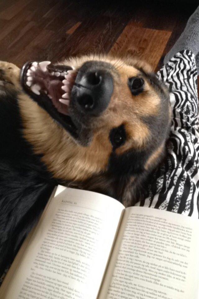 Schæferhund Kenzo billede 7