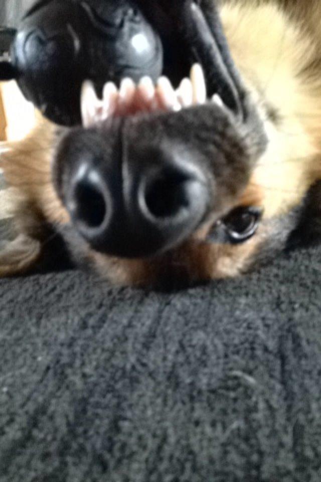 Schæferhund Kenzo billede 8