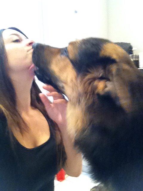 Schæferhund Kenzo billede 9