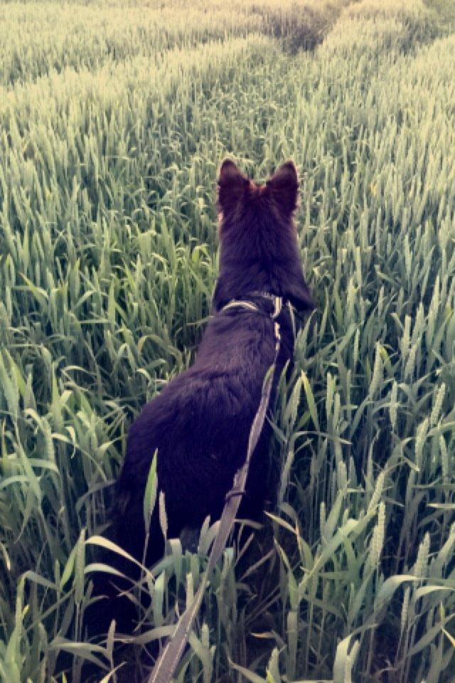 Schæferhund Kenzo billede 4