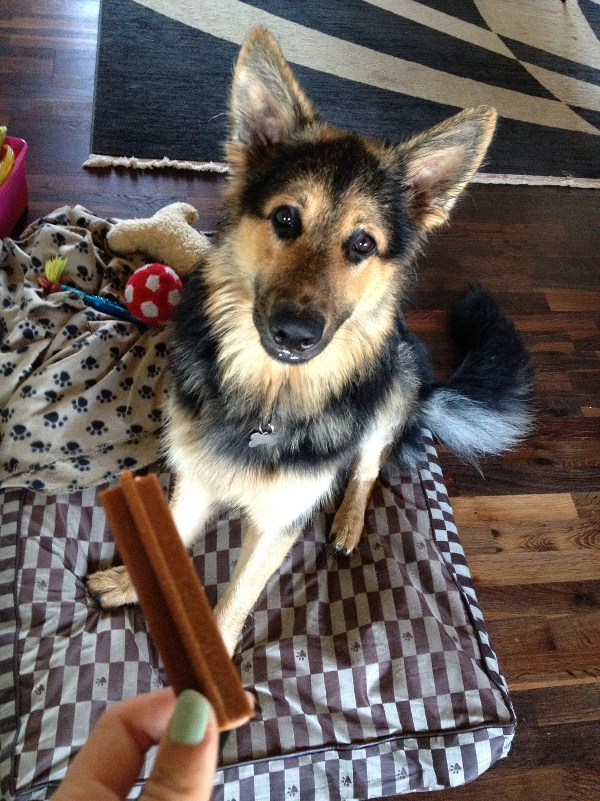 Schæferhund Kenzo billede 10