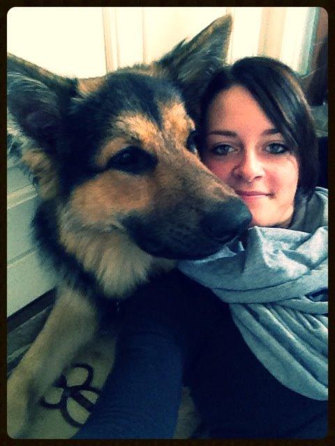 Schæferhund Kenzo billede 11