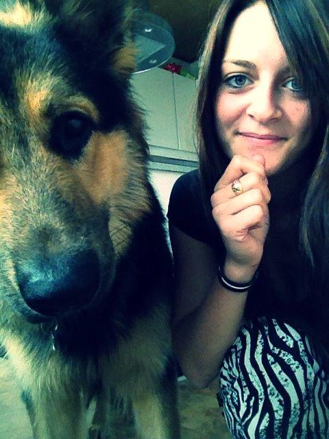 Schæferhund Kenzo billede 2