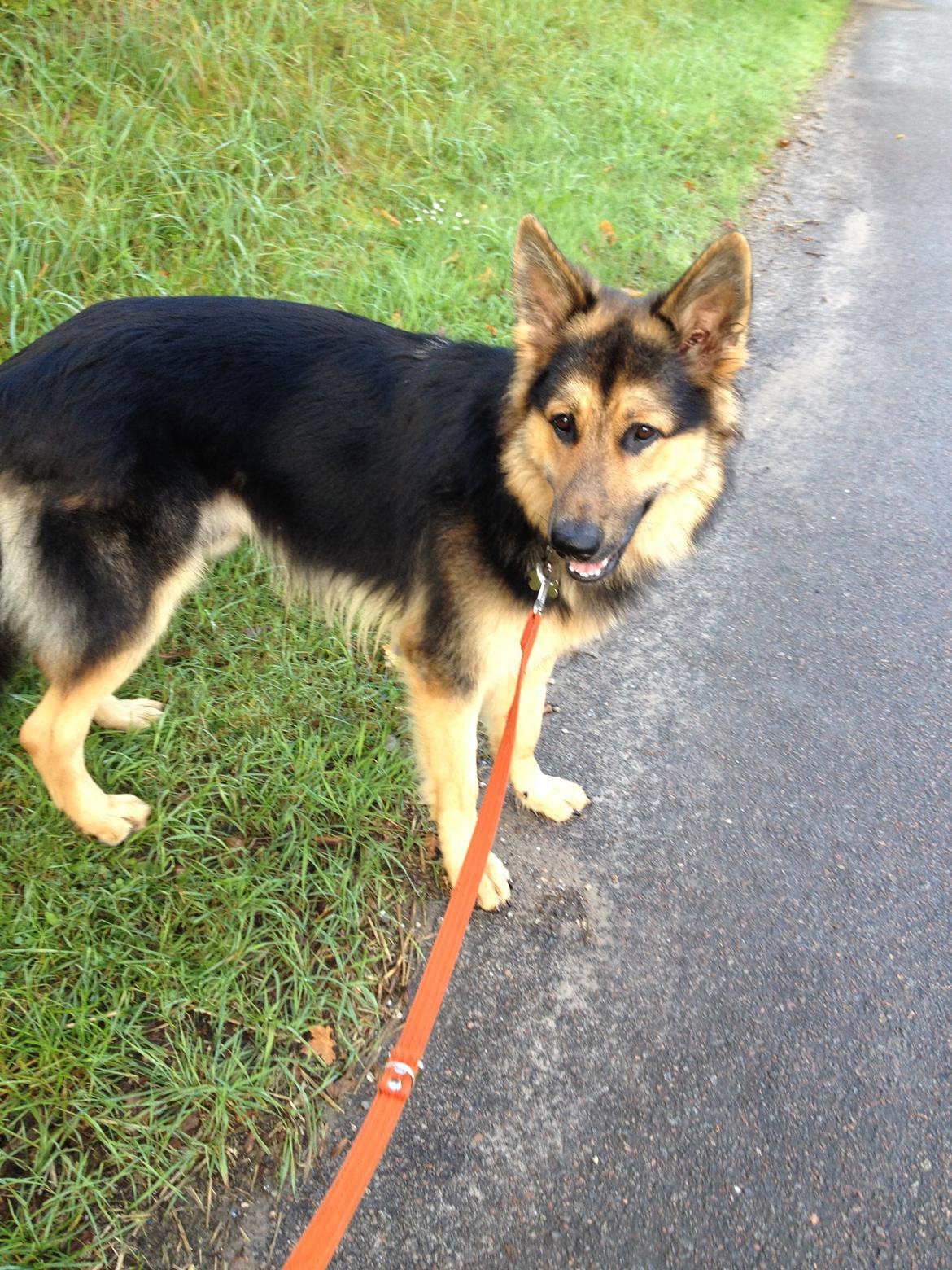 Schæferhund Kenzo billede 12