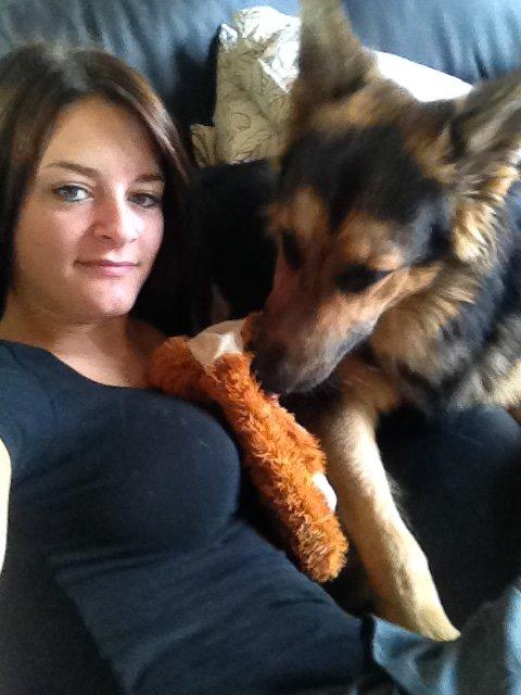 Schæferhund Kenzo billede 14