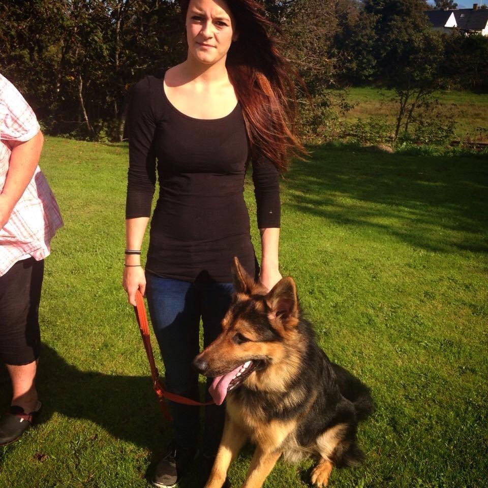 Schæferhund Kenzo billede 15