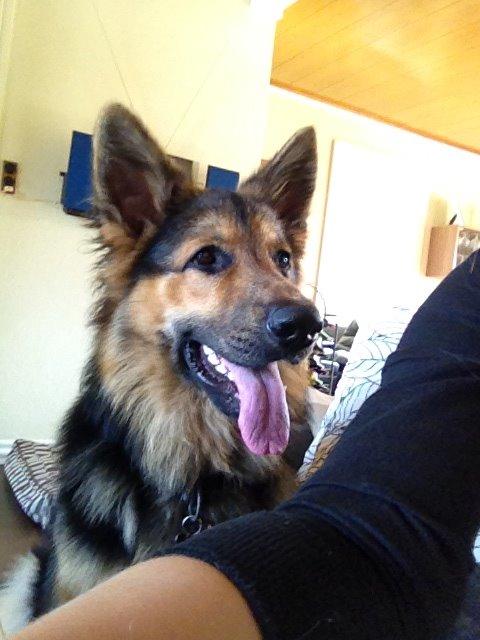 Schæferhund Kenzo billede 13