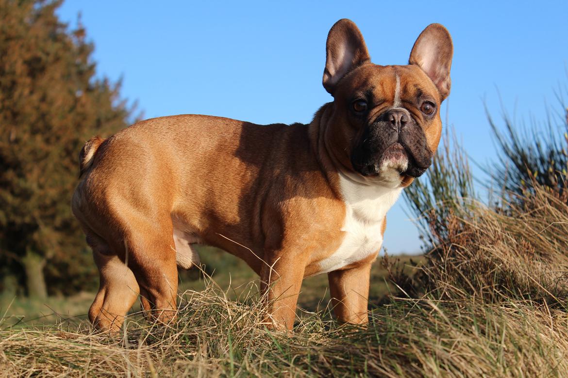 Fransk bulldog Arnold billede 12