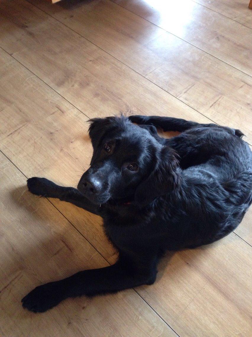 Blanding af racer Bentley billede 9