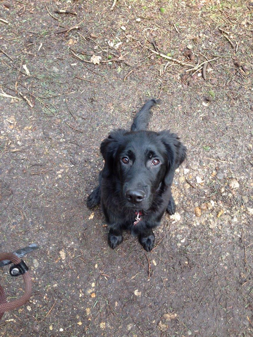 Blanding af racer Bentley billede 10