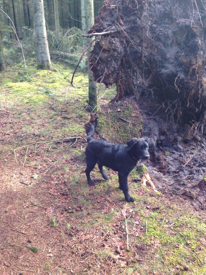 Blanding af racer Bentley billede 11