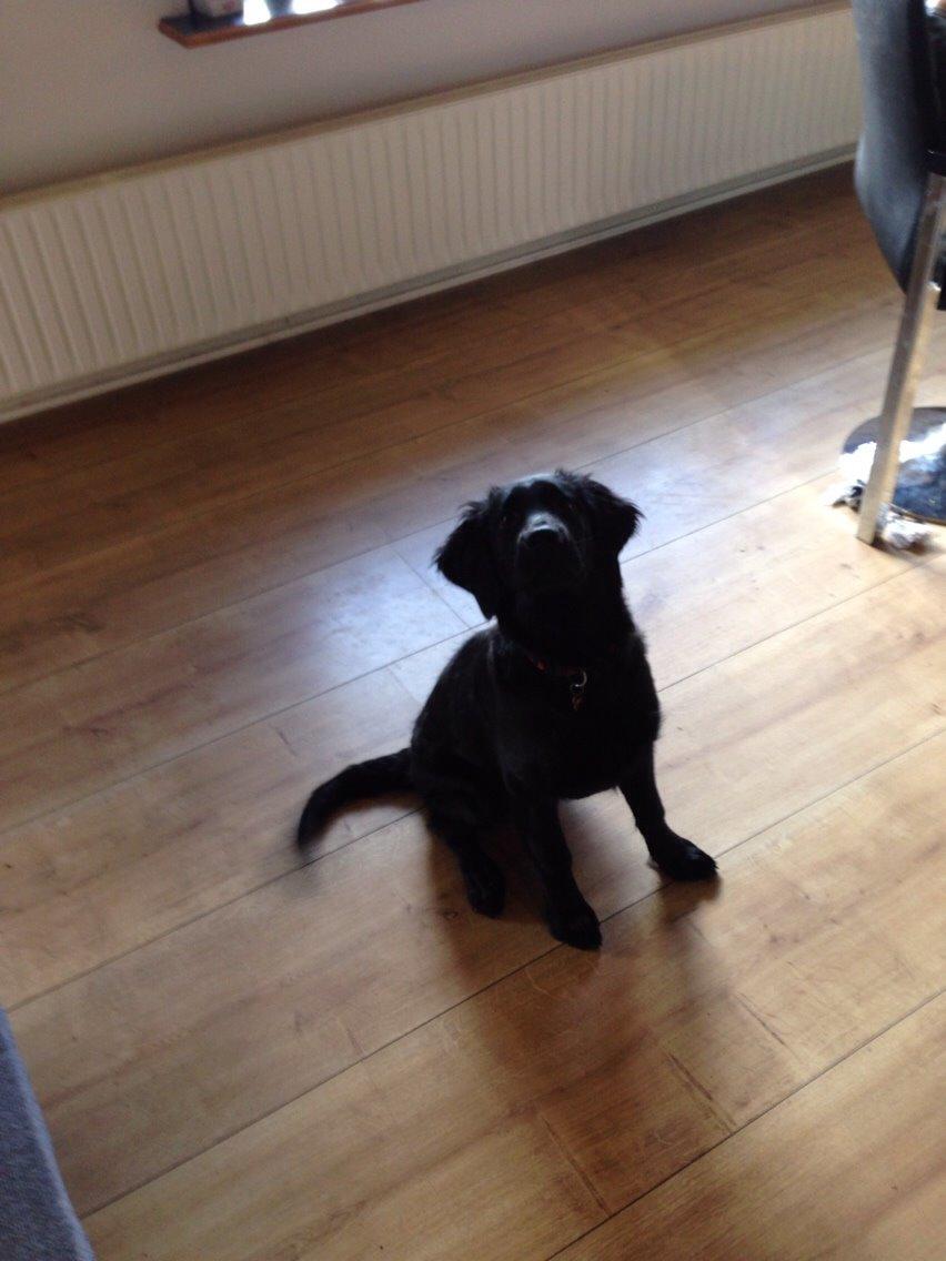 Blanding af racer Bentley billede 13