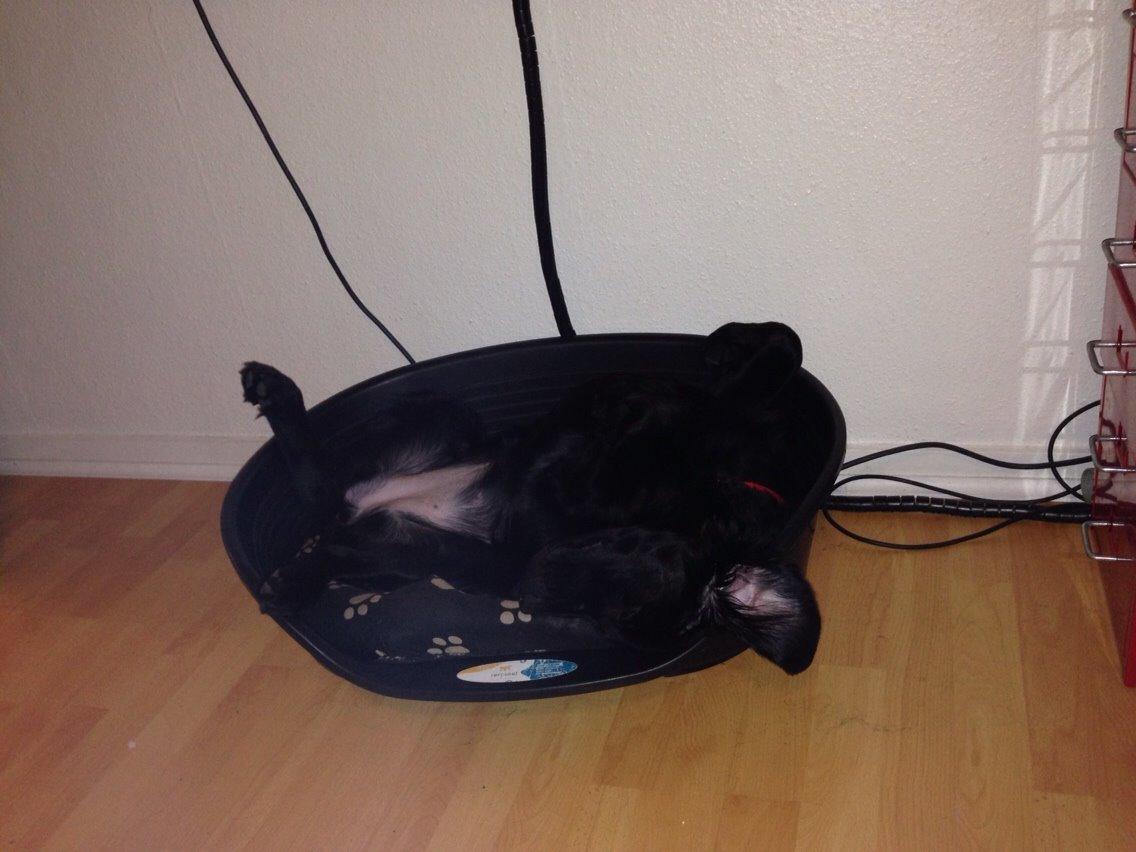 Blanding af racer Bentley billede 16