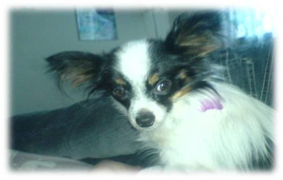 Papillon Sita R.I.P billede 1