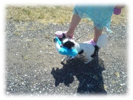 Papillon Sita R.I.P billede 3