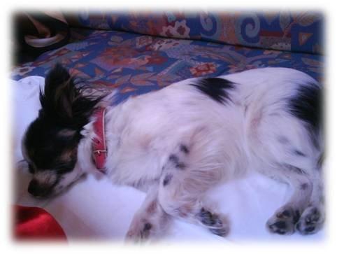 Papillon Sita R.I.P billede 4