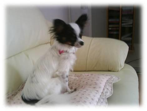 Papillon Sita R.I.P billede 5