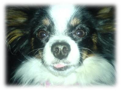 Papillon Sita R.I.P billede 6