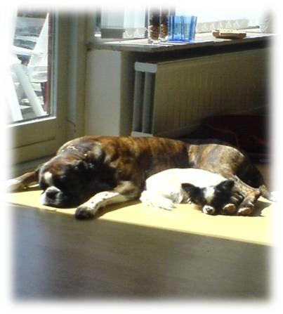 Papillon Sita R.I.P billede 7