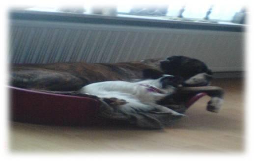 Papillon Sita R.I.P billede 2