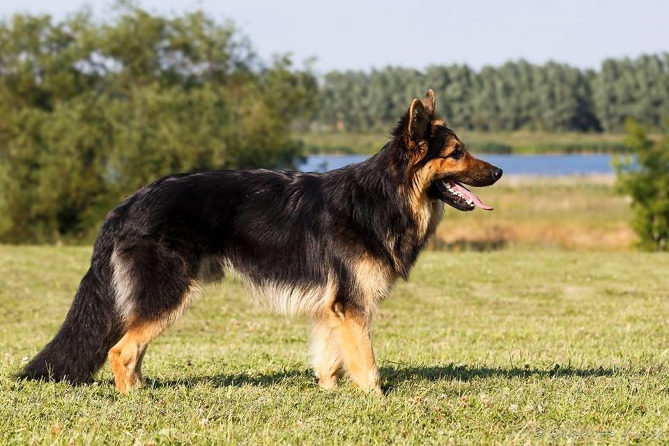 Schæferhund Kenzo billede 16