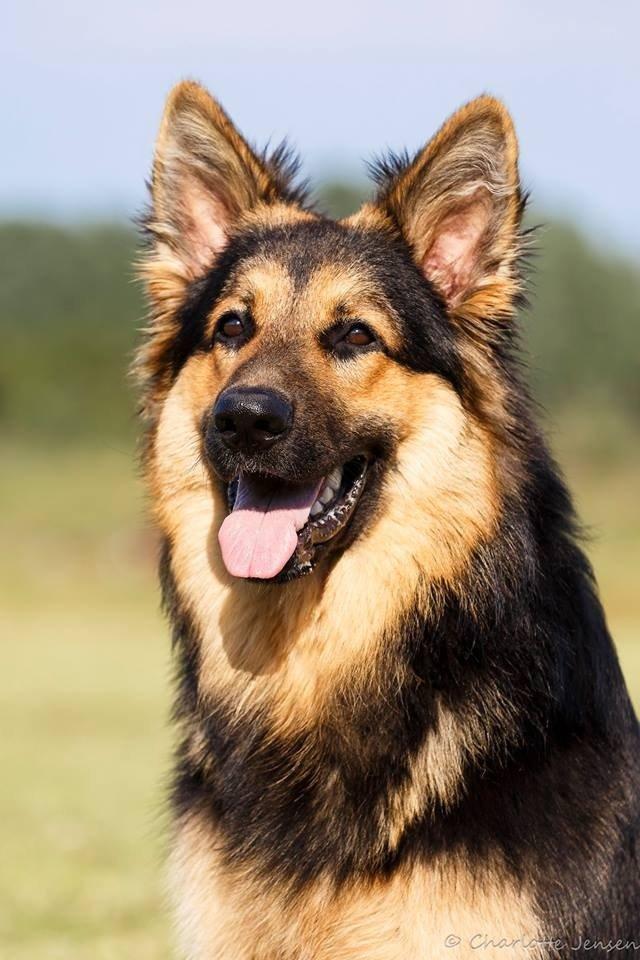 Schæferhund Kenzo billede 1