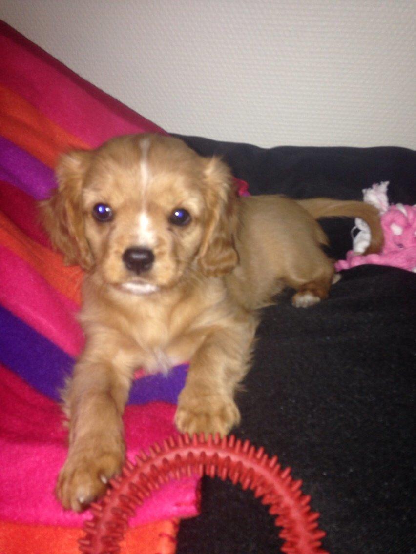 Cavalier king charles spaniel Fie billede 9