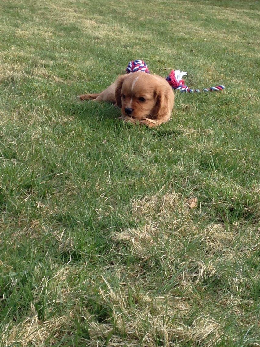 Cavalier king charles spaniel Fie billede 12